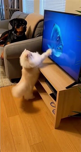 Chihuahua Attacks TV Fish 🐶📺🐟😂 | Funny Dog Reaction | Chihuahua Comedy Club #dogshorts #funny
