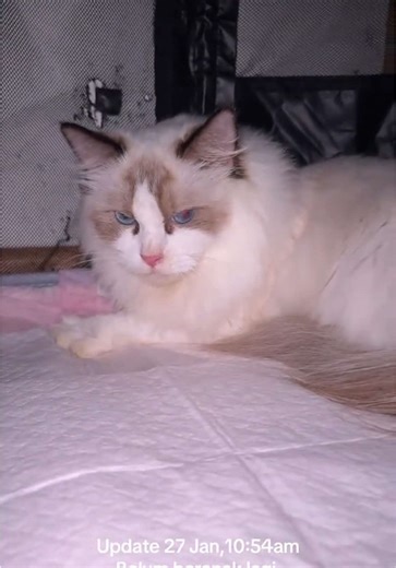 How to Handle a Cat Giving Birth