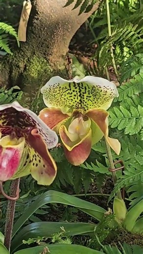 Hidden Paradise in the Bronx 🌿✨ | New York Botanical Garden Like Never Before #shorts #travel