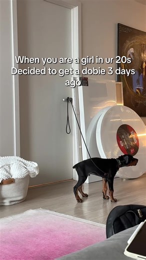 I’d say we have a pretty good start #dobermanpuppy #puppytiktok #doberman #dogmom #dobermanpinscher