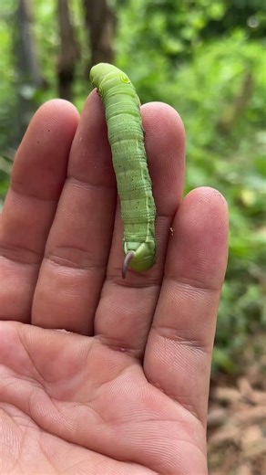 a cute caterpillar#caterpillar #eyespots #weirdnature #insects #nature #wildlife #creepybutcute
