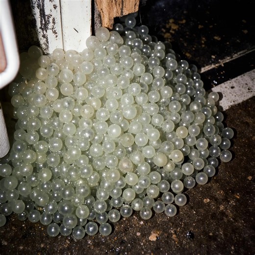 I never expected that a simple package at the door would change everything. 📬 No label, no note, just dark, damp spots around the edges. I hesitated for a moment, but curiosity drove me forward. The air inside had a heavy, strange smell, with a hint of dampness and something I couldn’t identify. 💭 At the bottom of the box, on a thin cloth, small, transparent balls glittered in the light. I thought they were ordinary objects. But when a few of them moved slightly, I was terrified. 🫣 I tried to