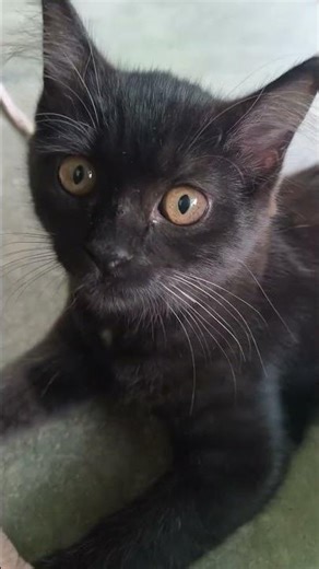 Blippy’s Curious Play Around Mom & Siblings 🐾😺💕