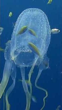 The World's Deadliest Creature: The Australian Box Jellyfish