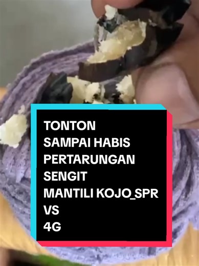 REEL KONTEN PERTARUNGAN MUNCANG ADU MATILI KOJO_SPR VS 4G #fypシ゚ #Ducang_Spr #muncangadu #adumuncang #muncangfighter
