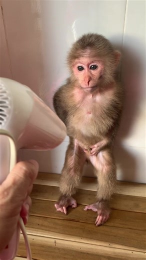 Blow-Drying Rily's Hair: A Cute Monkey Moment