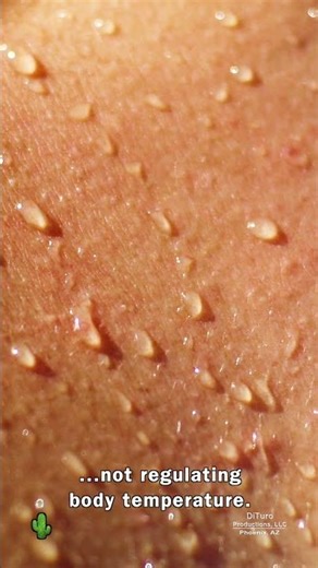 Body Hair And Body Odor (DiTuro Productions) #bodyodor