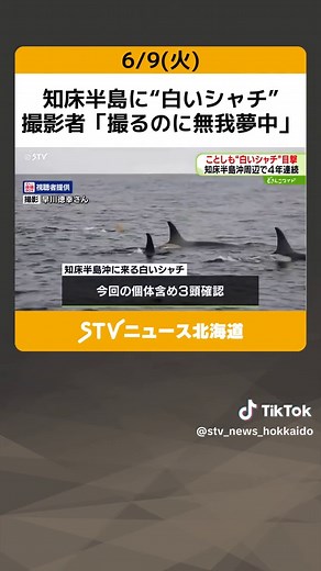 知床半島に“白いシャチ” 撮影者「撮るのに無我夢中」 目撃は４年連続 北海道 #白いシャチ #知床 #羅臼 #TikTokでニュース