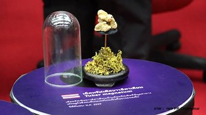 Tropical Truffle: A white truffle was found growing in a forest in Northern Thailand | Coconuts