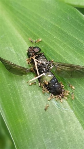 Ghost ants swarming on dead black soldier fly... #ants #insects #animals #shorts