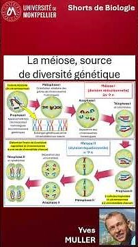 18. Meiosis, a source of genetic diversity