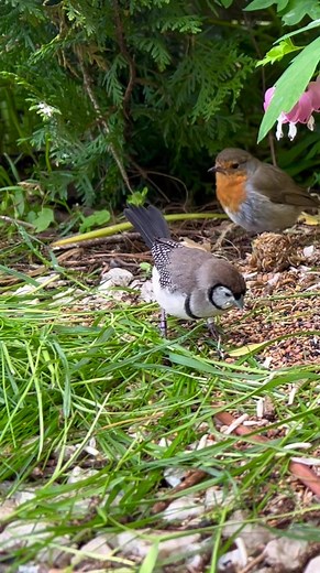 Owl Finch and European Robin | Birds