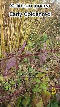 How to grow Early Goldenrod; Three Seasons of Beauty #goldenrods #gardening