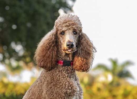 Sebaceous Adenitis in Dogs