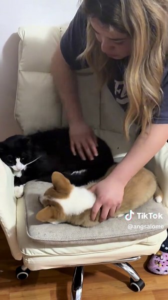 Corgi aprende a convivir con su nuevo amigo felino