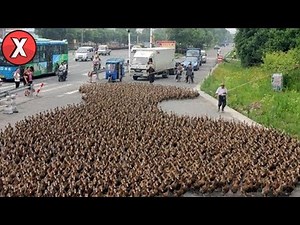 Vídeos Mais Incríveis do Mundo Que Você Precisa Ver