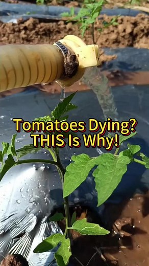 Essential Tomato Plant Watering Tips for Healthy Growth