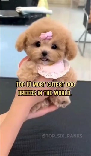 Top 10 Most Beautiful Dog Breeds in the World 🐶✨ | You Won’t Believe #3!”
