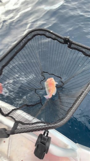 Fishing Adventure: Catching Parrotfish Offshore