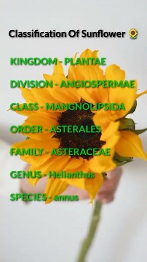 Classification Of Sunflower🌻Helianthus annus | #shorts