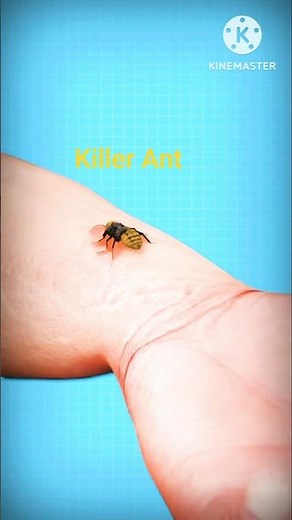 Why the Cow Ant is Called a ‘Cow Killer’