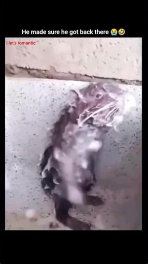 he was really singing! I recorded the video 😭🤣 #explore #trending #funny #funnyvideos