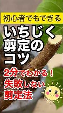 ㊗️6万再生👉たった2分で失敗しないコツがわかる！強剪定のベスト時期は〇月いっぱい株を増やしたいなら！イチジク強剪定の極意！プロ直伝プロから教えてもらったいちじくの剪定🍀切るタイミングと収穫の秘訣