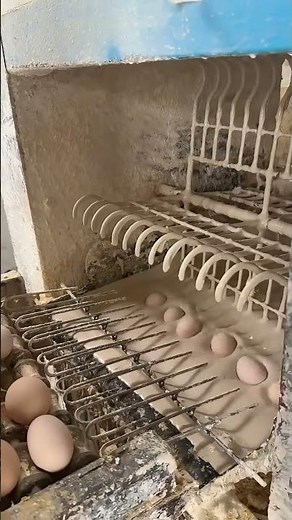 Automatic Egg Incubator | Poultry Hatching Process