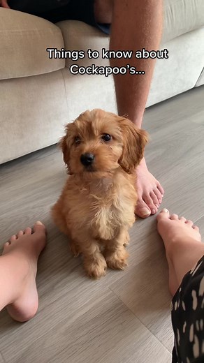 Cockapoo Puppies: Find Your Furry Friend Today!