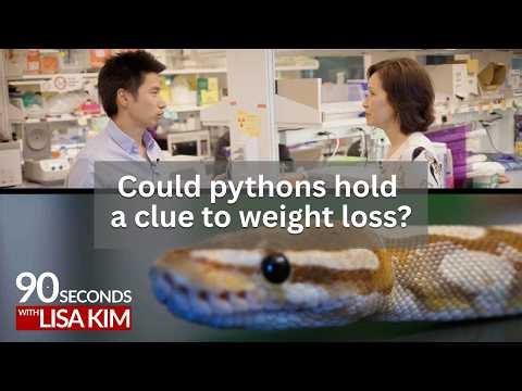 Could pythons hold a clue to weight loss?| 90 Seconds w/ Lisa Kim