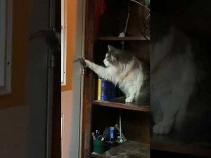 497K views · 10K reactions | This cat, named Dusty who had killed mice before, was seen sitting inside the cabin and decided not to kill this mouse this time. Even though his owner ordered him to kill it, Dusty didn't do so. He petted it and sniffed it, leaving the owner dumbstruck and laughing. However, the mouse was escorted out later. | Jukin Copyright Management | Facebook