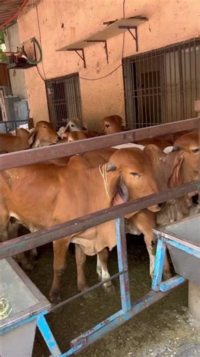 #bollywood #youtubeshorts #cow #trending #shorts #cow #rakshak #shortvideo #edit #arjunkaran8071