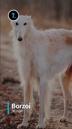 Top 10 Fastest Dogs In The World