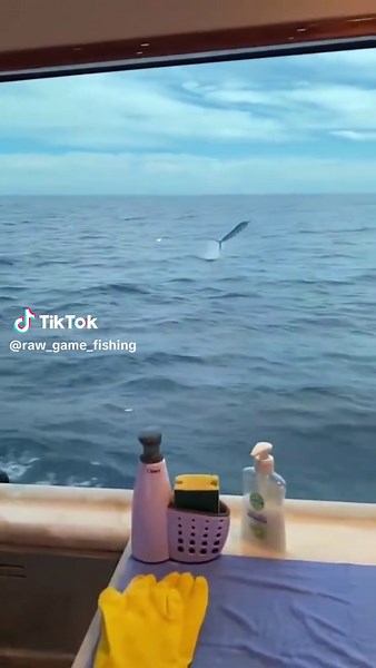 Free Jumping Marlin at Big Rock Tournament
