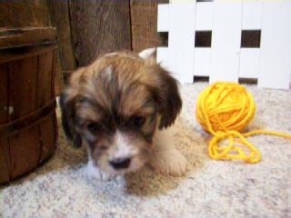 Cavachon puppy for sale