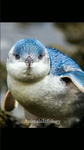 Blue Penguins, also known as Fairy Penguins, are the smallest penguin species