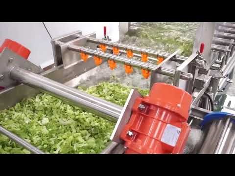 Automatic Salad Processing Line: Cutting, Washing & Drying | Fresh Cut Vegetables #foodprocessing