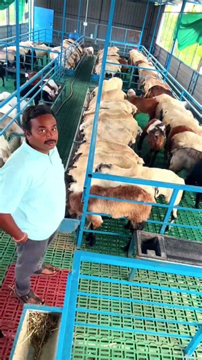 Sheep farming #themodernshepherd #tirupathi #goat