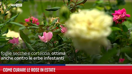 Rose rampicanti rifiorenti: le 3 varietà più belle da scegliere