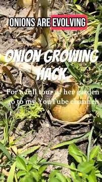 How to grow bigger onions #onions #growingonions #gardeningtips #andrethefarmer #growyourownfood