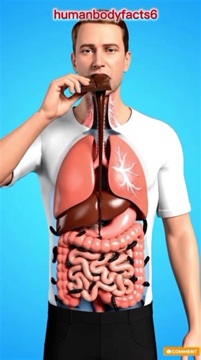 The Amazing Journey of Chocolate in the Human Body