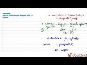 Group the following as nitrogenous bases and nucleosides: Adenine, Cytidine, Thymine, Guanosine,...
