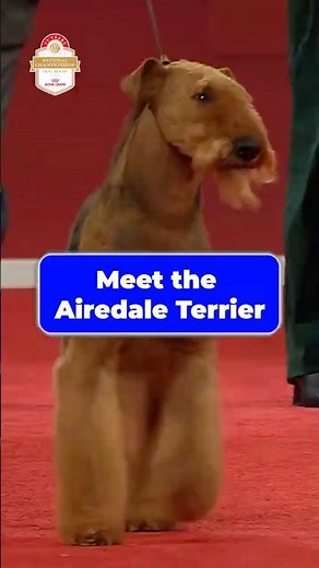 Meet the Airedale Terrier