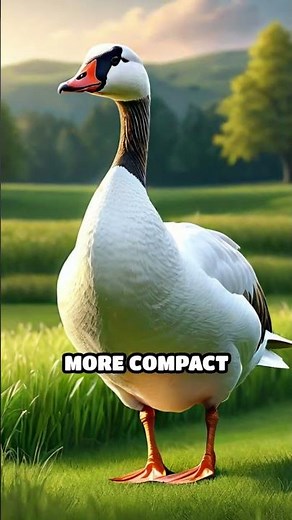 Swan vs. Goose: Clash on the Water