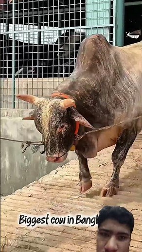 Very dangerous bull and big #bull #bulls #bulllovers #dangerous #bigbull #trending #greenscreen