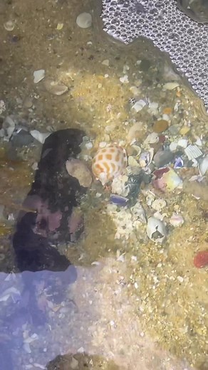 Stoked on these shellies! #fyp #shellcade #viral #seashells