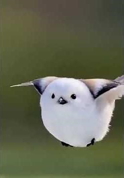 The Shima-Enaga, also known as the "snow fairy," is a tiny bird native to Hokkaido, Japan.