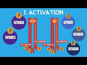 TGF-beta/BMP Signaling Project