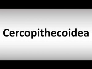 How to Pronounce Cercopithecoidea