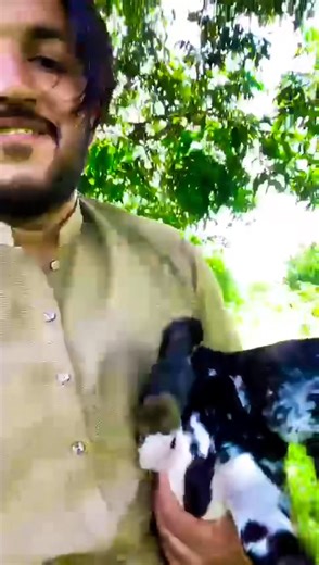 🌟 Ali Dani Farme - Where nature becomes a legend! 🌟 📍 Based in Pakistan 🇵🇰, our farm is the sanctuary of the rarest and most stylish goats in the world. 🐐 Admire this peaceful scene under the tree: three spotted beauties, resting like queens of nature. 💿 And this logo "OLD GOAT - SECRET RECIPE"? It's more than a symbol. It is a promise of authenticity, tradition, and quality. 📣 Share this post to make the whole world discover the living jewels of our farm! 🎯 Our goal: 1st world ranking 